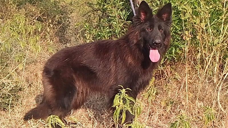 German Shepherd Pedigree LongCoat Male Female Pup 0