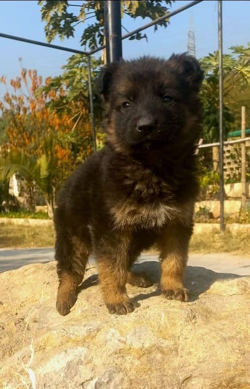 German Shepherd Pedigree LongCoat Male Female Pup 1