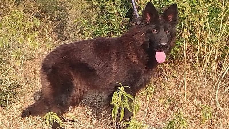 German Shepherd Pedigree LongCoat Male Female Pup 3