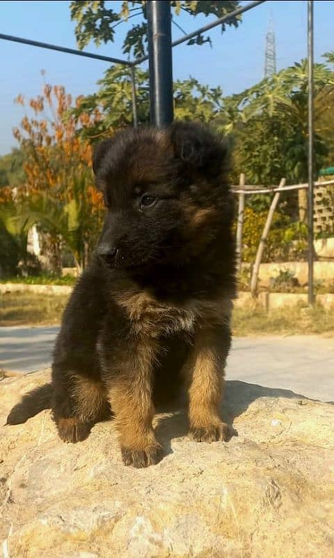 German Shepherd Pedigree LongCoat Male Female Pup 4