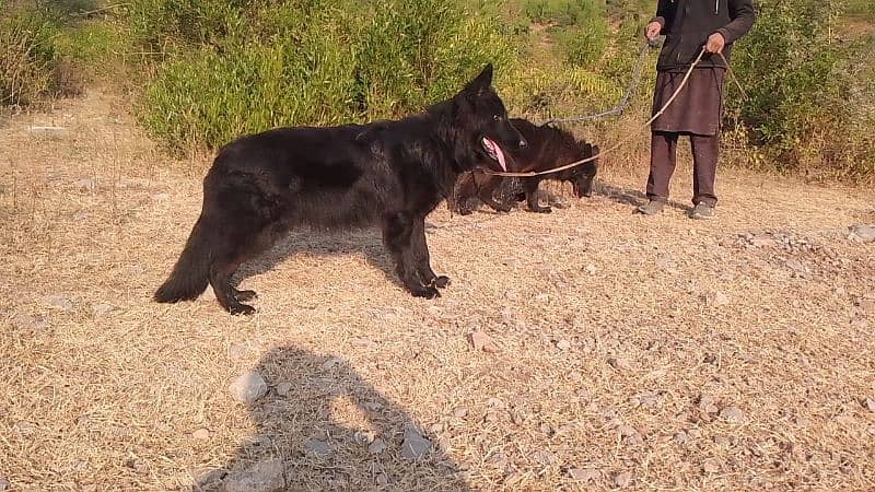 German Shepherd Pedigree LongCoat Male Female Pup 5