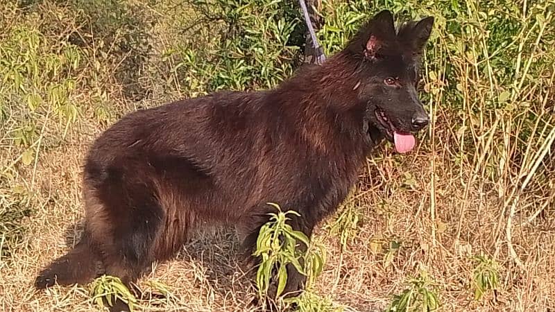 German Shepherd Pedigree LongCoat Male Female Pup 6