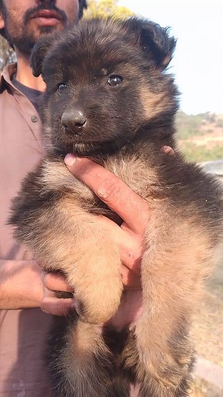 German Shepherd Pedigree LongCoat Male Female Pup 7