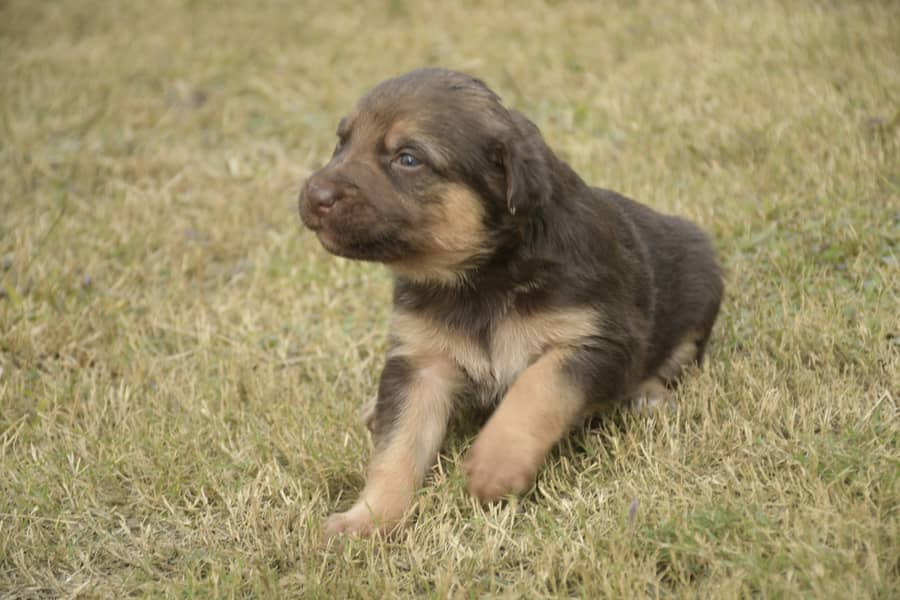 Golden / Chocolate / Liver Rare Breed German Shephered Dog Puppy 0