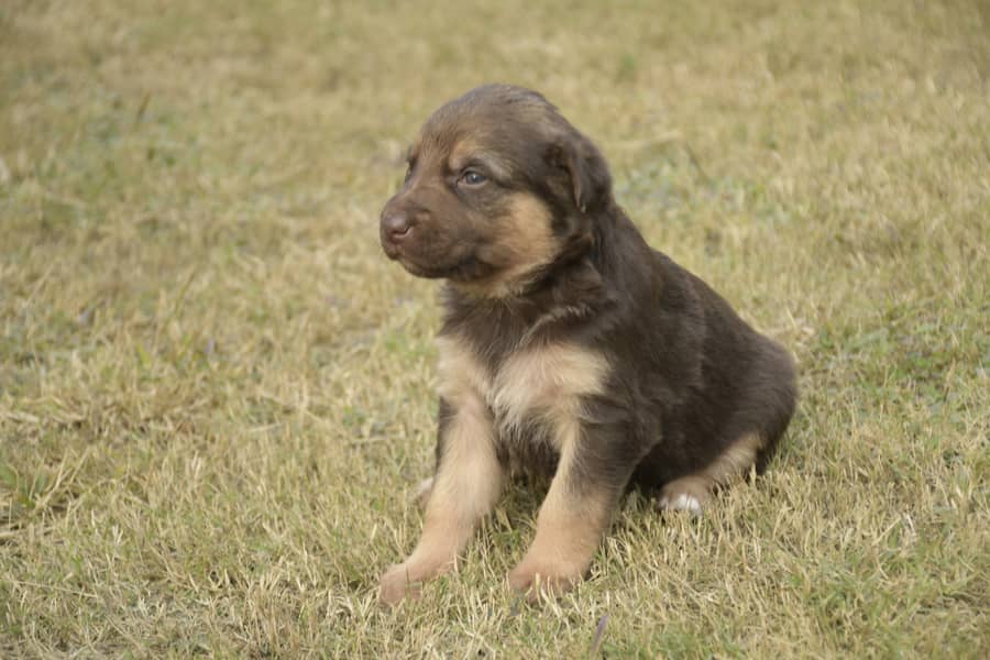 Golden / Chocolate / Liver Rare Breed German Shephered Dog Puppy 1