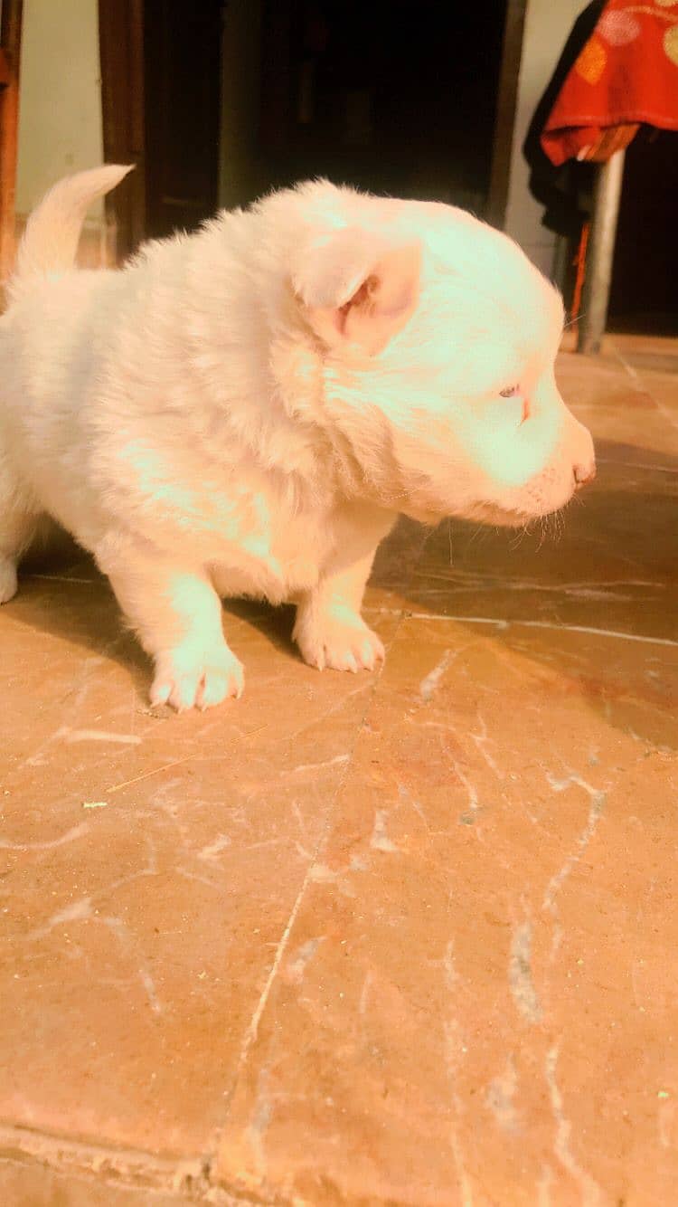 Male Russian puppy pure Russian 0