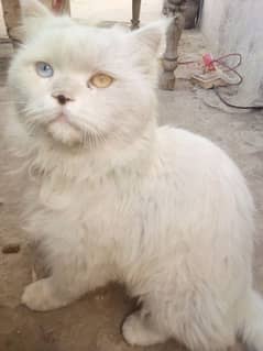 CAT FOR SALE | PERSIAN MALE CAT | AGE 3 YEAR | CONTACT FOR PURCHASING