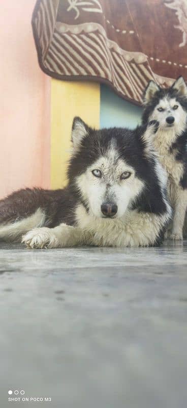 Siberian husky breeder female urgent sale 3