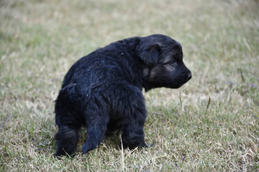 German Shephard Puppies 1