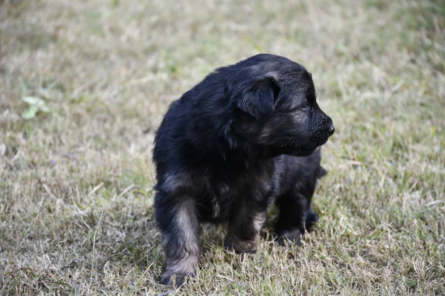 German Shephard Puppies 2