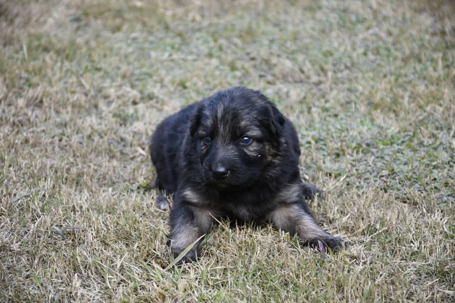 German Shephard Puppies 3