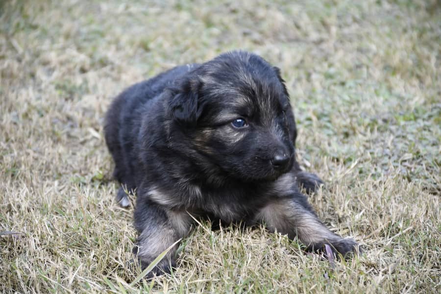 German Shephard Puppies 4