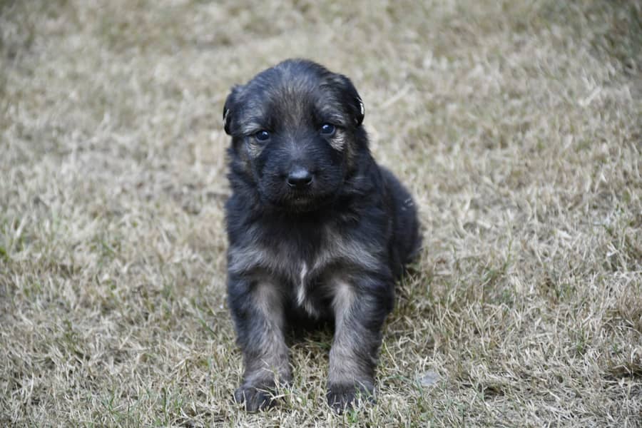 German Shephard Puppies 5