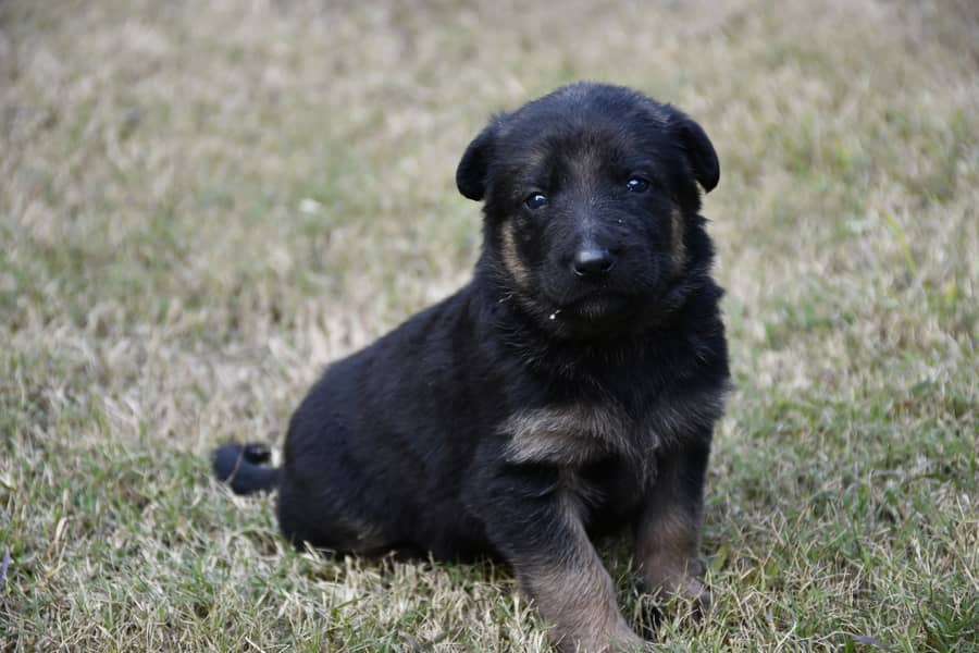 German Shephard Puppies 7