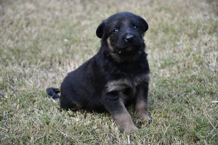 German Shephard Puppies 8