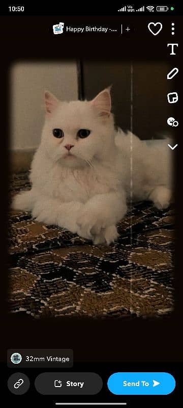 persian cat for sale 0