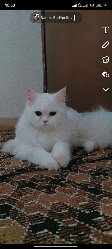 persian cat for sale 1