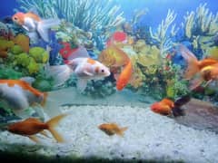 fish aquarium