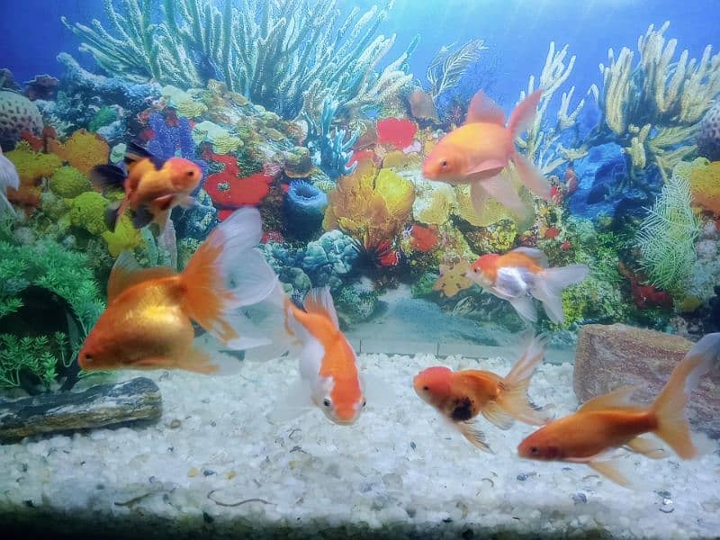 fish aquarium 2