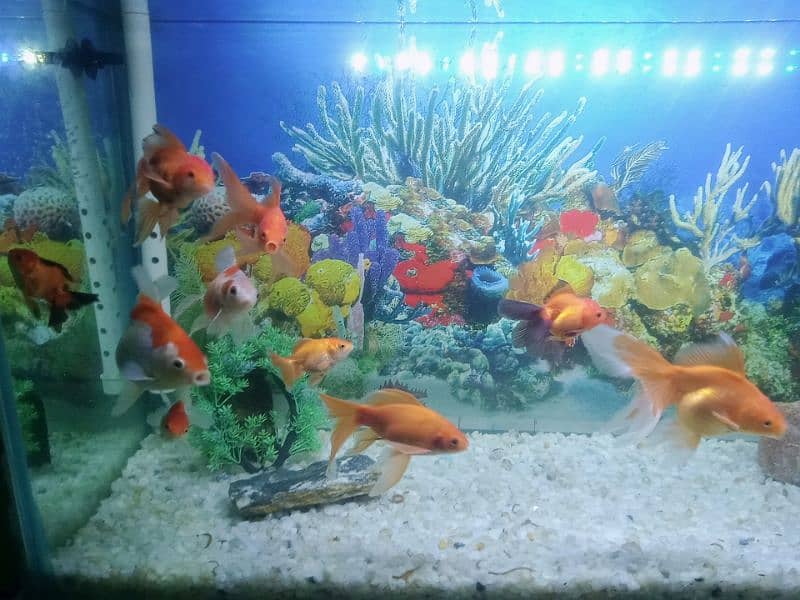 fish aquarium 4