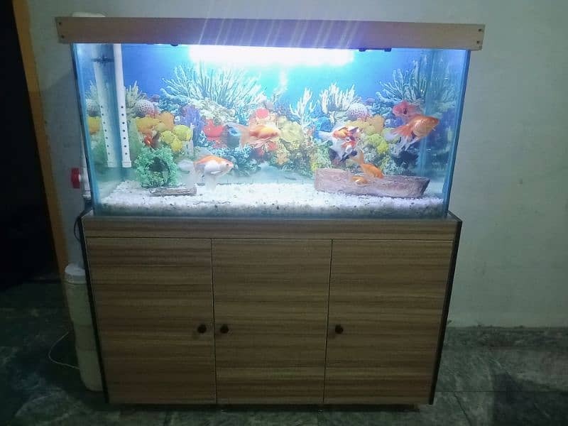 fish aquarium 8