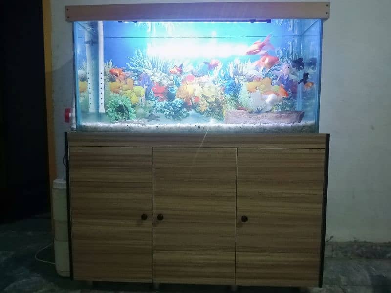 fish aquarium 9