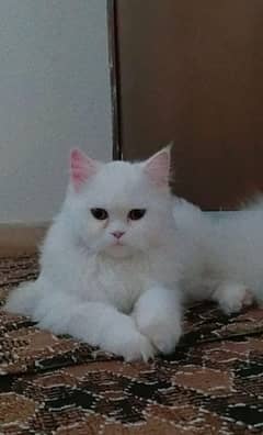 Persian cat for sale