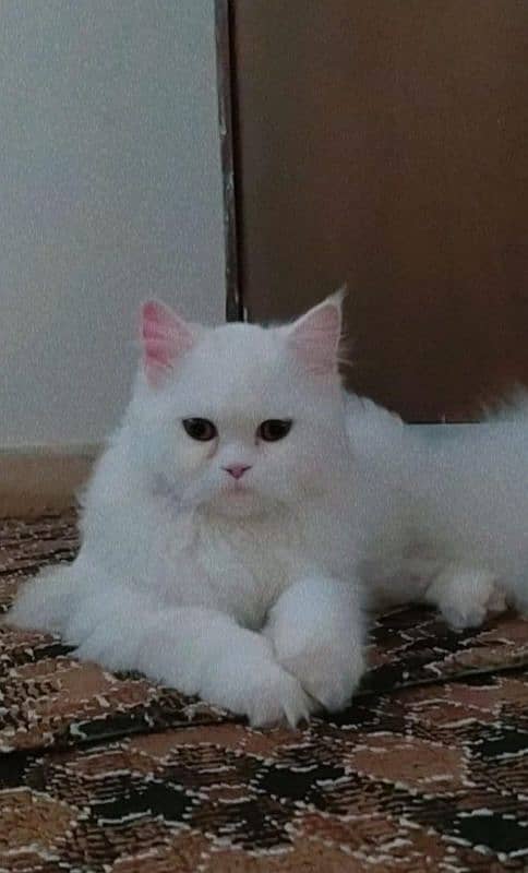 Persian cat for sale 0