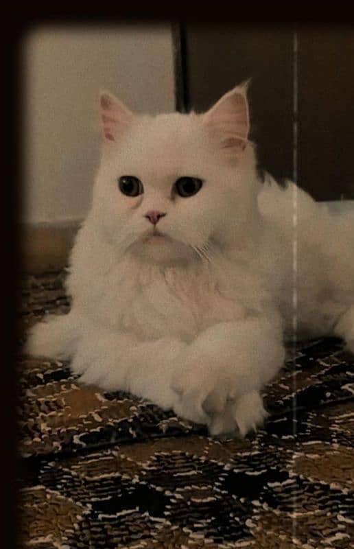 Persian cat for sale 1