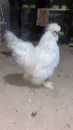 silkie hen for sale