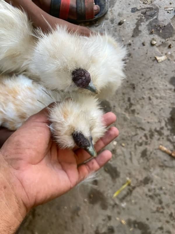 silkie hen for sale 1