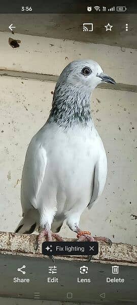 Kabli Pigeons 18