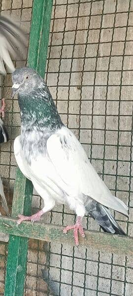 Kabli Pigeons 19