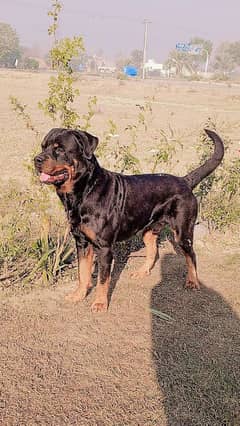 rottweilier  extreme head full trained