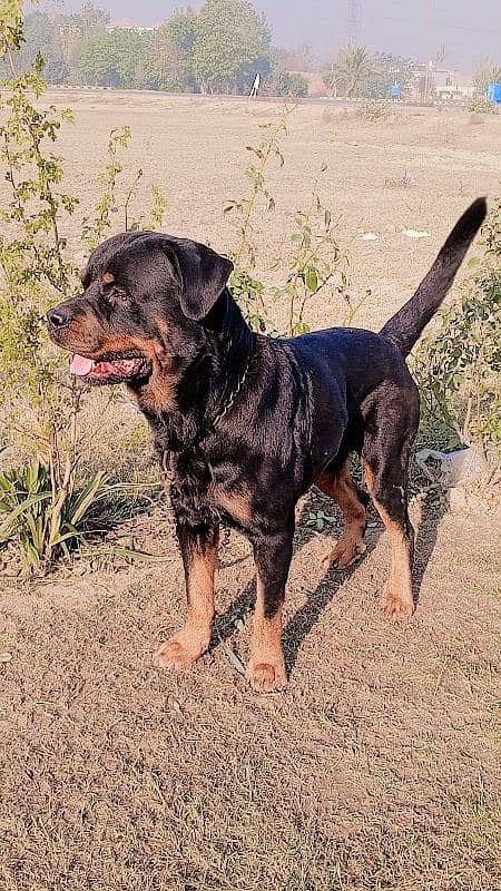 rottweilier  extreme head full trained 1