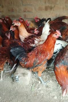 Desi Hens