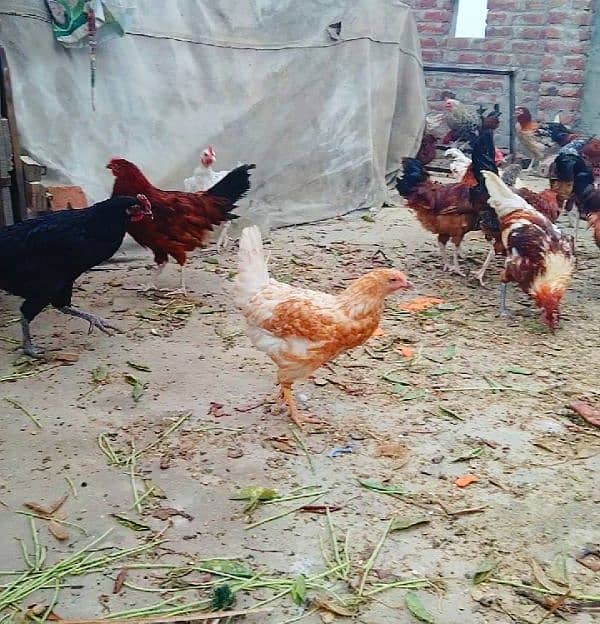 Desi Hens 4