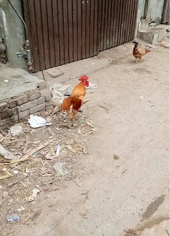 EGGS LAYING HEN EGGS KI  GRAUNTY HA WHAT APP NUMBER 03016061796 1