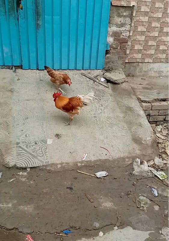 EGGS LAYING HEN EGGS KI  GRAUNTY HA WHAT APP NUMBER 03016061796 5