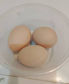 Golden buff fertile eggs for sale 1 egg price 150