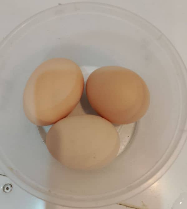 Golden buff fertile eggs for sale 1 egg price 120 1