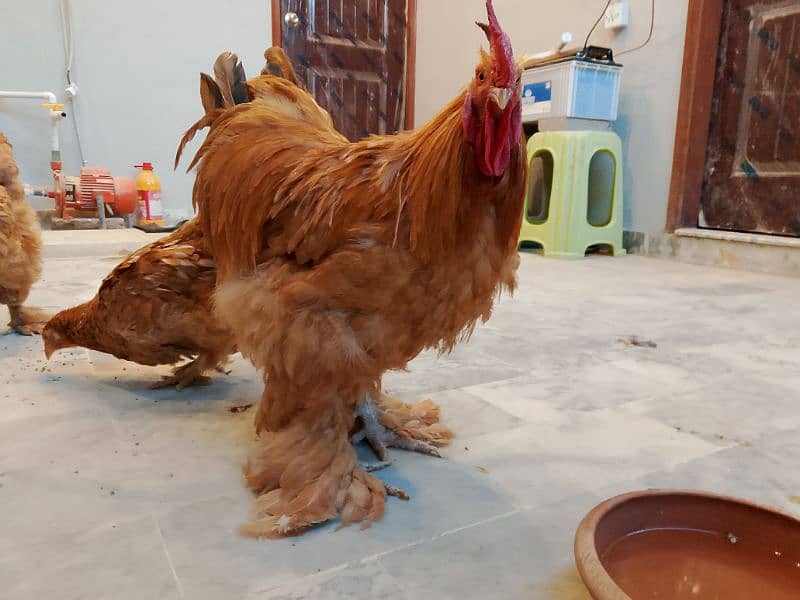 Golden buff fertile eggs for sale 1 egg price 120 3