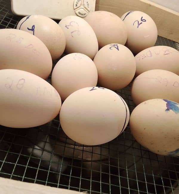 Golden buff fertile eggs for sale 1 egg price 120 4