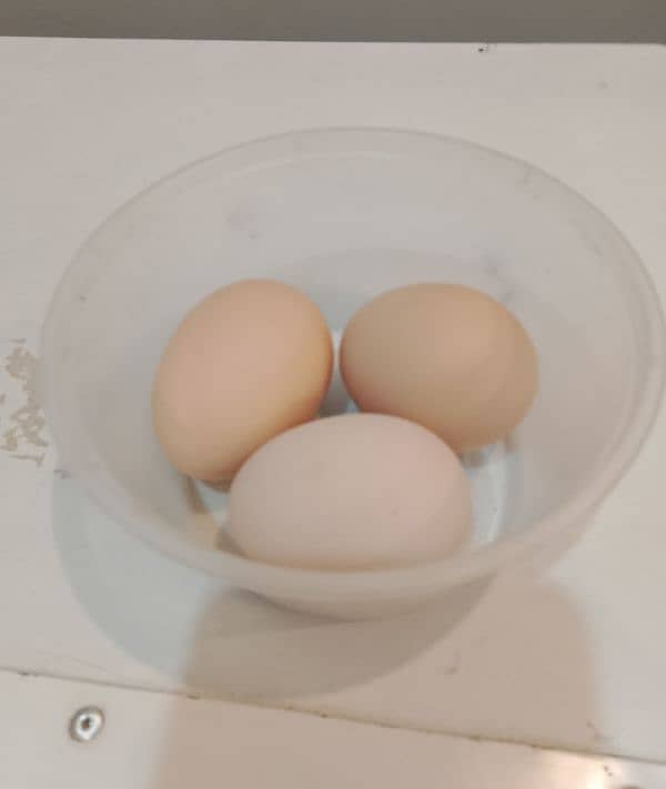 Golden buff fertile eggs for sale 1 egg price 120 5