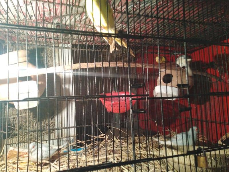 parrot for sale 2