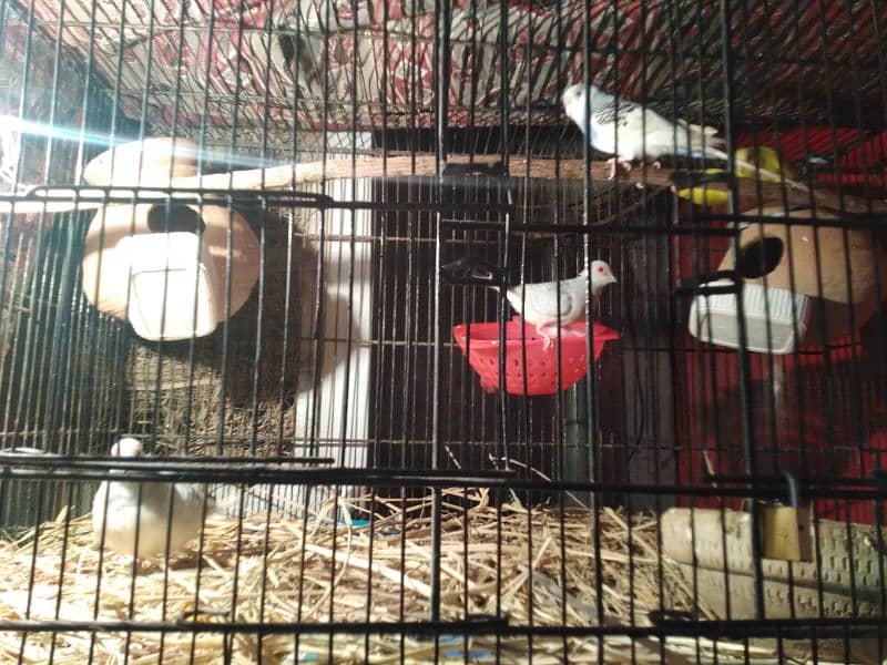 parrot for sale 4