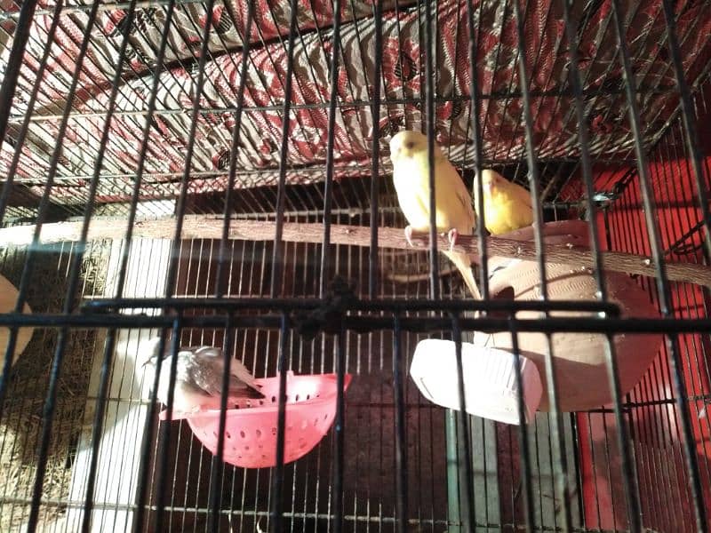 parrot for sale 5