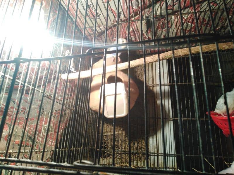 parrot for sale 6