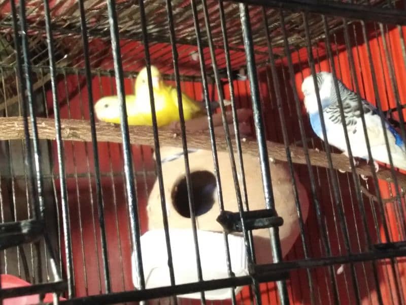 parrot for sale 7