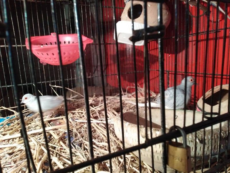 parrot for sale 8